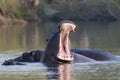 Agitated yawn from hippopotamus Royalty Free Stock Photo
