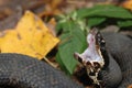 Agkistrodon piscivorus leucostoma Royalty Free Stock Photo