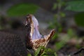 Agkistrodon piscivorus leucostoma Royalty Free Stock Photo