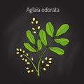 Aglaia odorata, medicinal plant