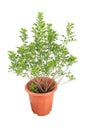 Aglaia odorata plant Royalty Free Stock Photo
