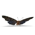 Aglais or European Peacock Butterfly with Fur Isolated 3D Illustration