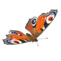 Aglais or European Peacock Butterfly with Fur Isolated 3D Illustration