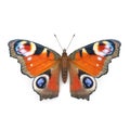 Aglais or European Peacock Butterfly with Fur Isolated 3D Illustration