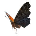 Aglais or European Peacock Butterfly with Fur Isolated 3D Illustration