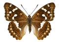 Aglais ilia