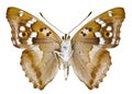 Aglais ilia