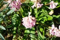 Aglais io butterfly and Apis mellifera bee on pink hyacinth flowers in March. Berlin, Germany Royalty Free Stock Photo