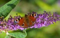 Aglais io butterfly commonly known as the Peacock butterfly.