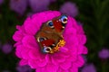 European peacock butterfly sitting on purple zinnia flower in sunny summer day. Royalty Free Stock Photo