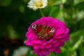 European peacock butterfly sitting on purple zinnia flower in sunny summer day. Royalty Free Stock Photo