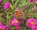 Peacock butterfly sitting on the blossom of Symphyotrichum novae-angliae flower in the garden. Royalty Free Stock Photo