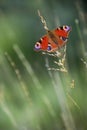 Aglais io, the European peacock butterfly on a blade of grass