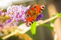 Aglais io European Peacock butterfly feeding