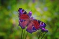 Aglais io or European Peacock Butterfly or Peacock. Butterfly on flower. A brightly lit red-brown orange butterfly with blue lilac Royalty Free Stock Photo