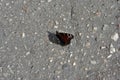 Aglais io European peacock, peacock butterfly sitting with almost closed wings on asphalt ground Royalty Free Stock Photo