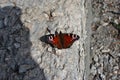 Aglais io European peacock, peacock butterfly sitting with wide open wings on asphalt ground Royalty Free Stock Photo