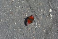 Aglais io European peacock, peacock butterfly sitting with wide open wings on asphalt ground Royalty Free Stock Photo