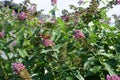 Aglais io, the European peacock, more commonly known simply as the peacock butterfly, on Buddleia Flower-Power in the garden. Royalty Free Stock Photo