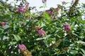 Aglais io, the European peacock, more commonly known simply as the peacock butterfly, on Buddleia Flower-Power in the garden. Royalty Free Stock Photo