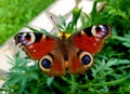 European peacock butterfly - Aglais io Royalty Free Stock Photo