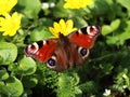 Aglais io (European peacock)