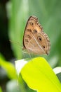 Aglais io resting on a leaf