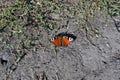 Aglais io European peacock, peacock butterfly sitting on the ground Royalty Free Stock Photo