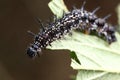 Aglais io on a leaf