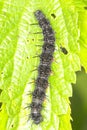 Aglais io - Peacock butterfly caterpillar