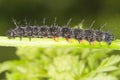 Aglais io - Peacock butterfly caterpillar