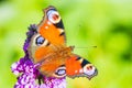 Aglais io, peacock butterfly feeding nectar from a purple butterfly-bush in garden