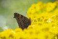 Aglais io, Peacock butterfly feeds on yellow flowers