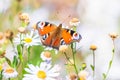 Aglais io, Peacock butterfly pollinating