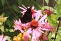 Aglais io underwing on an Echinacea