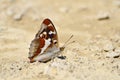 Aglais iris (Purple Emperor) butterfly