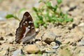 Aglais iris (Purple Emperor) butterfly