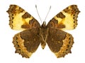 Aglais urticae