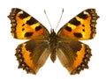 Aglais urticae