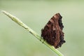 Aglais urticae butterfly dark brown on a forest plant