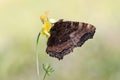 Aglais urticae butterfly dark brown on a forest plant 