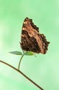 Aglais urticae butterfly dark brown on a forest plant