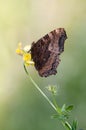 Aglais urticae butterfly dark brown on a forest plant 