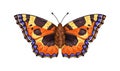 Aglais urticae butterfly, moth species in vintage style. Small tortoiseshell insect with antenna, colorful spotted wings