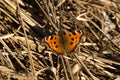 Aglais urticae butterfly sitting on dry grass