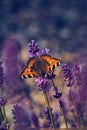 Aglais urticae Butterfly sitting on lavender Flower Royalty Free Stock Photo