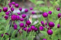 Aglais urticae is a butterfly on the violet Gomphrena flower