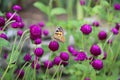 Aglais urticae is a butterfly on the violet Gomphrena flower