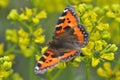 Aglais urticae Royalty Free Stock Photo