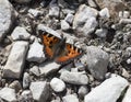 Aglais urticae Royalty Free Stock Photo